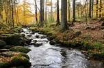 Bildergebnis für Bavarian Forest. Größe: 152 x 100. Quelle: national-parks.org