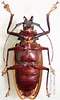 Image result for "scopelocheirus Hopei". Size: 60 x 100. Source: insecta.pro