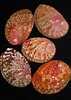 Image result for "haliotis Tuberculata". Size: 71 x 100. Source: www.pinterest.pt