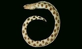 Image result for Ophichthus polyophthalmus. Size: 166 x 100. Source: market.cloud.edu.tw