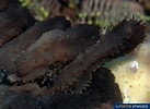 Image result for "afrocucumis Africana". Size: 137 x 100. Source: www.poppe-images.com