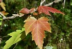 Tamaño de Resultado de imágenes de Red Maple Leaves.: 147 x 100. Fuente: www.wildsouthflorida.com