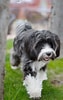 Image result for Tibetansk Terrier. Size: 63 x 100. Source: www.pinterest.fr