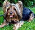 Silky Terrier-साठीचा प्रतिमा निकाल. आकार: 114 x 100. स्रोत: www.fanpop.com