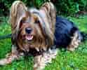 Image result for Silky Terrier. Size: 124 x 100. Source: www.fanpop.com