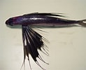 Image result for "hirundichthys Rondeletii". Size: 123 x 100. Source: www.fishbiosystem.ru
