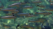 Image result for "sardina Pilchardus". Size: 182 x 100. Source: www.britannica.com