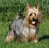 Silky Terrier-साठीचा प्रतिमा निकाल. आकार: 101 x 100. स्रोत: www.mascotarios.org