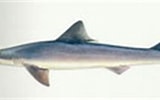 Image result for "mustelus Griseus". Size: 160 x 73. Source: www.fishbase.se