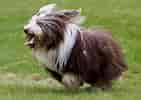 Image result for Bearded Collie. Size: 141 x 100. Source: www.thepetowners.com