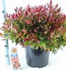 Image result for "leucothoe Spinicarpa". Size: 94 x 100. Source: www.floraccess.com