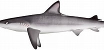 Image result for "carcharhinus Macloti". Size: 208 x 100. Source: marinewise.com.au