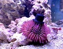 Image result for Pink Pincushion Urchin. Size: 127 x 100. Source: www.reef2reef.com