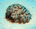 Bildergebnis für Manicina areolata Geslacht. Größe: 125 x 100. Quelle: coralpedia.bio.warwick.ac.uk