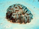 Afbeeldingsresultaten voor "manicina Areolata". Grootte: 132 x 100. Bron: coralpedia.bio.warwick.ac.uk