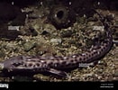 Afbeeldingsresultaten voor Atelomycterus marmoratus Fishing. Grootte: 131 x 100. Bron: www.alamy.com