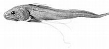 Image result for "gadomus Longifilis". Size: 220 x 95. Source: commons.wikimedia.org
