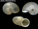 Image result for Skenea serpuloides Anatomie. Size: 128 x 100. Source: www.verderealta.it