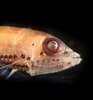 Image result for PHOSICHTHYIDAE Phylum. Size: 93 x 100. Source: www.flickr.com