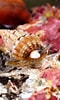Image result for "nassarius Incrassatus". Size: 60 x 100. Source: wp.seashell-collector.com