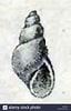 Image result for Ondina diaphana Anatomie. Size: 64 x 100. Source: www.alamy.com