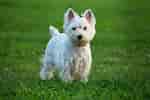 Billedresultat for West Highland White Terrier Adult. størrelse: 150 x 100. Kilde: www.doctissimo.fr