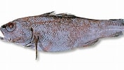 Image result for "mora Moro". Size: 176 x 100. Source: www.unitedfisheries.co.nz