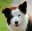 Image result for Border Collie. Size: 103 x 100. Source: commons.wikimedia.org