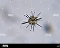 Afbeeldingsresultaten voor "acanthometra Pellucida". Grootte: 123 x 100. Bron: www.alamy.com