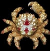 Image result for "cymo Quadrilobatus". Size: 99 x 100. Source: www.pinterest.com