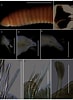 Tamaño de Resultado de imágenes de Scoletoma Magnidentata Stam.: 73 x 100. Fuente: peerj.com