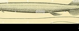 Image result for "flagellostomias Boureei". Size: 253 x 100. Source: www.alamy.es