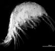 Image result for "ampelisca Macrocephala". Size: 108 x 100. Source: www.researchgate.net