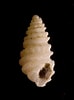 Afbeeldingsresultaten voor "odostomia Plicata". Grootte: 74 x 100. Bron: www.inaturalist.org