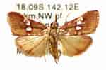 Image result for "paramisophria Giselae". Size: 150 x 100. Source: moths.csiro.au