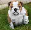 Billedresultat for Engelsk Bulldog. størrelse: 102 x 100. Kilde: www.dogsaddict.com