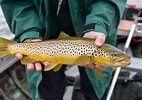 Image result for Brown Trout Fish. Size: 142 x 100. Source: www.albagamefishing.com
