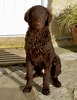Image result for Curly-Coated Retriever. Size: 77 x 100. Source: www.dogwallpapers.net