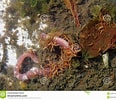 Afbeeldingsresultaten voor Rode draadworm. Grootte: 116 x 100. Bron: nl.dreamstime.com