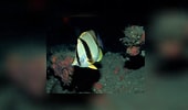 Image result for "chaetodon Robustus". Size: 170 x 100. Source: www.reeflex.net