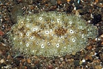 Afbeeldingsresultaten voor Pardachirus pavoninus. Grootte: 150 x 100. Bron: fishesofaustralia.net.au