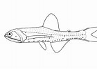 Image result for Lampanyctus pusillus Anatomie. Size: 140 x 100. Source: fishesofaustralia.net.au