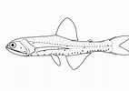 Image result for "lampanyctus Pusillus". Size: 142 x 100. Source: fishesofaustralia.net.au