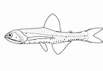 Afbeeldingsresultaten voor Lampanyctus pusillus Anatomie. Grootte: 145 x 100. Bron: fishesofaustralia.net.au