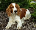 Image result for Welsh Springer Spaniel. Size: 121 x 100. Source: www.101dogbreeds.com