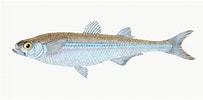 Image result for Atherina hepsetus Familie. Size: 203 x 100. Source: www.flickriver.com