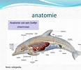 Afbeeldingsresultaten voor witlipdolfijn Anatomie. Grootte: 116 x 100. Bron: www.slideshare.net