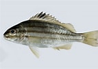 Afbeeldingsresultaten voor Pelates quadrilineatus Geslacht. Grootte: 143 x 100. Bron: fishesofaustralia.net.au
