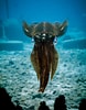 Afbeeldingsresultaten voor Atlantische Dwerginktvis Anatomie. Grootte: 78 x 100. Bron: www.istockphoto.com