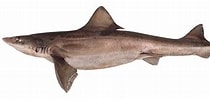 Image result for "mustelus Palumbes". Size: 210 x 100. Source: shark-references.com